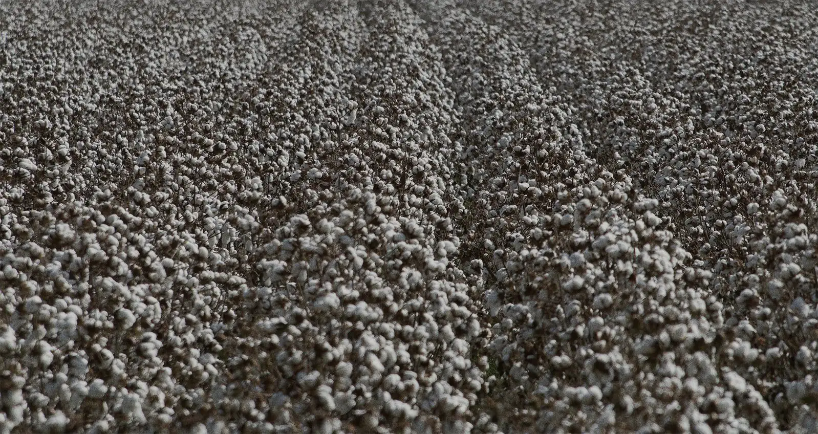 Un campo de algodón listo para la cosecha, con hileras de cápsulas abiertas